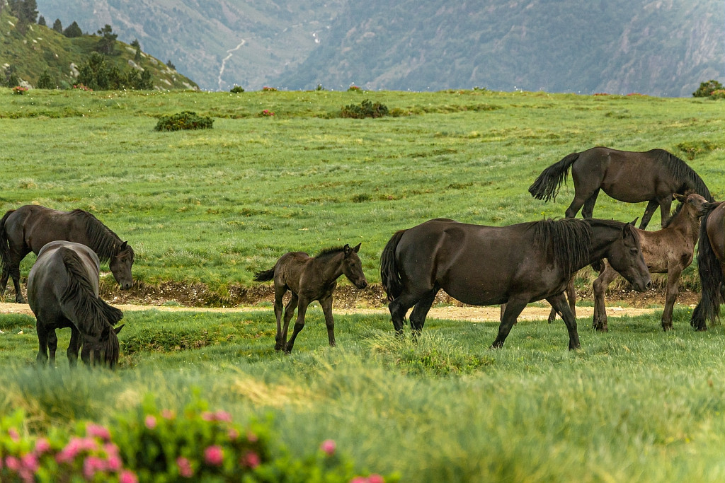charles-ripon-rhodo-et-chevaux-pr-sd-23