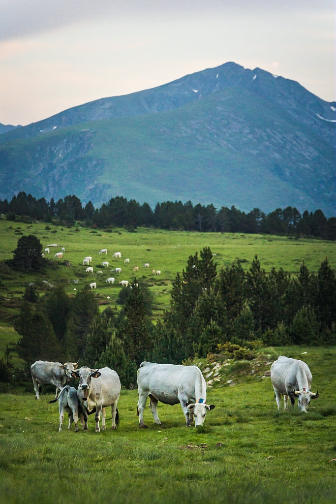 charles-ripon-adt09-vache-bd-9139